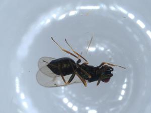  ( - BIOUG55182-H07)  @11 [ ] CreativeCommons - Attribution (2020) Centre for Biodiversity Genomics Centre for Biodiversity Genomics