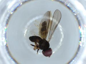  ( - BIOUG55187-E11)  @11 [ ] CreativeCommons - Attribution (2020) Centre for Biodiversity Genomics Centre for Biodiversity Genomics