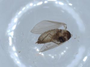  ( - BIOUG55190-C09)  @11 [ ] CreativeCommons - Attribution (2020) Centre for Biodiversity Genomics Centre for Biodiversity Genomics