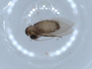  ( - BIOUG55192-F06)  @11 [ ] CreativeCommons - Attribution (2020) Centre for Biodiversity Genomics Centre for Biodiversity Genomics