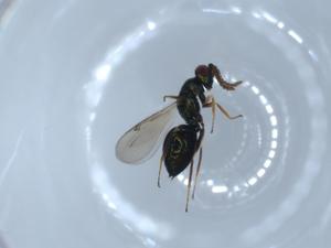  ( - BIOUG55430-H08)  @11 [ ] CreativeCommons - Attribution (2020) Centre for Biodiversity Genomics Centre for Biodiversity Genomics