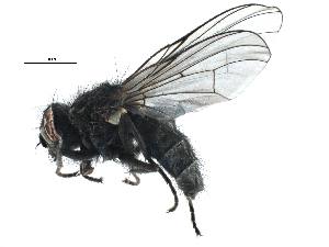  ( - BIOUG15573-H06)  @13 [ ] CreativeCommons - Attribution (2015) CBG Photography Group Centre for Biodiversity Genomics