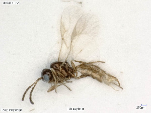  (Binodoxys - BIOUG04800-F12)  @14 [ ] by-nc-sa (2020) SNSB, Staatliche Naturwissenschaftliche Sammlungen Bayerns SNSB, Zoologische Staatssammlung Muenchen