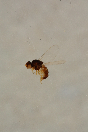  (Hapleginella laevifrons - BIOUG05102-D01)  @13 [ ] CreativeCommons - Attribution Non-Commercial Share-Alike (2015) SNSB, Zoologische Staatssammlung Muenchen SNSB, Zoologische Staatssammlung Muenchen