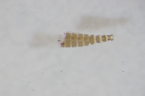  (Parakiefferiella sp. 1SW - BIOUG05144-H11)  @11 [ ] CreativeCommons - Attribution Non-Commercial Share-Alike (2015) SNSB, Zoologische Staatssammlung Muenchen SNSB, Zoologische Staatssammlung Muenchen