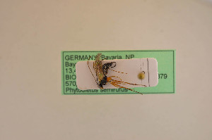  ( - BIOUG05147-C05)  @11 [ ] by-nc-sa (2020) SNSB, Staatliche Naturwissenschaftliche Sammlungen Bayerns SNSB, Zoologische Staatssammlung Muenchen