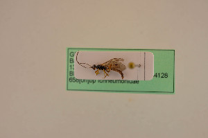  ( - BIOUG05147-C10)  @12 [ ] by-nc-sa (2020) SNSB, Staatliche Naturwissenschaftliche Sammlungen Bayerns SNSB, Zoologische Staatssammlung Muenchen