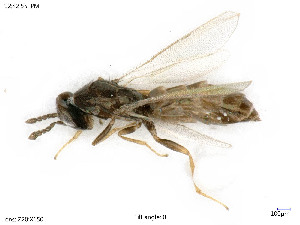  ( - BIOUG05261-D10)  @11 [ ] by-nc-sa (2020) SNSB, Staatliche Naturwissenschaftliche Sammlungen Bayerns SNSB, Zoologische Staatssammlung Muenchen