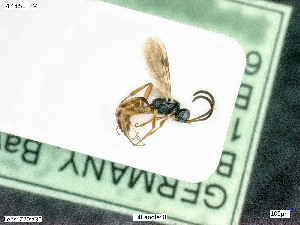  ( - BIOUG05262-D02)  @12 [ ] by-nc-sa (2020) SNSB, Staatliche Naturwissenschaftliche Sammlungen Bayerns SNSB, Zoologische Staatssammlung Muenchen