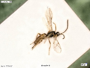  ( - BIOUG05394-D06)  @12 [ ] by-nc-sa (2020) SNSB, Staatliche Naturwissenschaftliche Sammlungen Bayerns SNSB, Zoologische Staatssammlung Muenchen