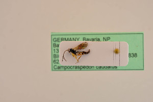  ( - BIOUG05397-C12)  @11 [ ] by-nc-sa (2020) SNSB, Staatliche Naturwissenschaftliche Sammlungen Bayerns SNSB, Zoologische Staatssammlung Muenchen