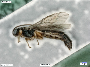  ( - BIOUG05398-C02)  @12 [ ] by-nc-sa (2020) SNSB, Staatliche Naturwissenschaftliche Sammlungen Bayerns SNSB, Zoologische Staatssammlung Muenchen
