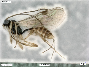  ( - BIOUG05398-G09)  @11 [ ] by-nc-sa (2020) SNSB, Staatliche Naturwissenschaftliche Sammlungen Bayerns SNSB, Zoologische Staatssammlung Muenchen