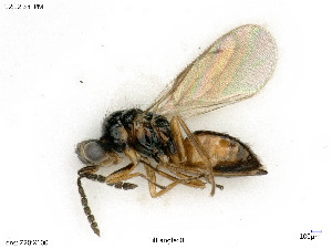  ( - BIOUG05398-H03)  @11 [ ] by-nc-sa (2020) SNSB, Staatliche Naturwissenschaftliche Sammlungen Bayerns SNSB, Zoologische Staatssammlung Muenchen