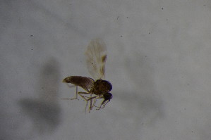  ( - BIOUG05399-F12)  @12 [ ] CreativeCommons - Attribution Non-Commercial Share-Alike (2015) SNSB, Zoologische Staatssammlung Muenchen SNSB, Zoologische Staatssammlung Muenchen