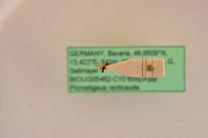  ( - BIOUG05482-C10)  @12 [ ] by-nc-sa (2020) SNSB, Staatliche Naturwissenschaftliche Sammlungen Bayerns SNSB, Zoologische Staatssammlung Muenchen