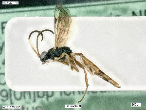  ( - BIOUG05397-G07)  @13 [ ] by-nc-sa (2020) SNSB, Staatliche Naturwissenschaftliche Sammlungen Bayerns SNSB, Zoologische Staatssammlung Muenchen