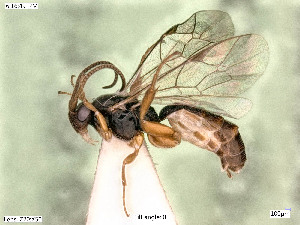  (Stibeutes curvispina - BIOUG05487-G08)  @14 [ ] by-nc-sa (2020) SNSB, Staatliche Naturwissenschaftliche Sammlungen Bayerns SNSB, Zoologische Staatssammlung Muenchen