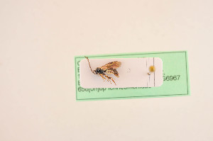  ( - BIOUG05943-A08)  @12 [ ] by-nc-sa (2020) SNSB, Staatliche Naturwissenschaftliche Sammlungen Bayerns SNSB, Zoologische Staatssammlung Muenchen