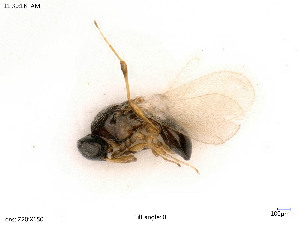  ( - BIOUG05949-B09)  @11 [ ] by-nc-sa (2020) SNSB, Staatliche Naturwissenschaftliche Sammlungen Bayerns SNSB, Zoologische Staatssammlung Muenchen