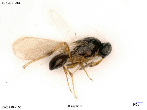  ( - BIOUG05949-F12)  @11 [ ] by-nc-sa (2020) SNSB, Staatliche Naturwissenschaftliche Sammlungen Bayerns SNSB, Zoologische Staatssammlung Muenchen