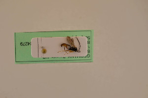  ( - BIOUG05943-E01)  @12 [ ] by-nc-sa (2020) SNSB, Staatliche Naturwissenschaftliche Sammlungen Bayerns SNSB, Zoologische Staatssammlung Muenchen