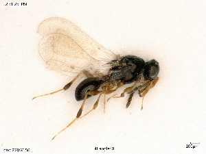  ( - BIOUG06064-F05)  @11 [ ] by-nc-sa (2020) SNSB, Staatliche Naturwissenschaftliche Sammlungen Bayerns SNSB, Zoologische Staatssammlung Muenchen