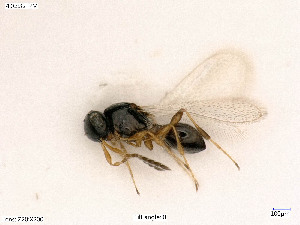  ( - BIOUG06448-G10)  @11 [ ] by-nc-sa (2020) SNSB, Staatliche Naturwissenschaftliche Sammlungen Bayerns SNSB, Zoologische Staatssammlung Muenchen