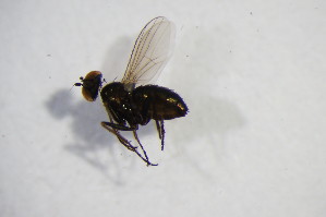  (Chrysotus laesus - BIOUG06516-F09)  @11 [ ] CreativeCommons - Attribution Non-Commercial Share-Alike (2015) SNSB, Zoologische Staatssammlung Muenchen SNSB, Zoologische Staatssammlung Muenchen