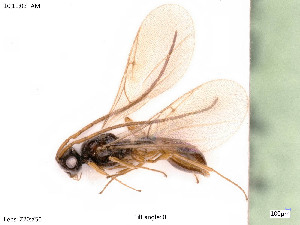  ( - BIOUG06777-D11)  @11 [ ] by-nc-sa (2020) SNSB, Staatliche Naturwissenschaftliche Sammlungen Bayerns SNSB, Zoologische Staatssammlung Muenchen