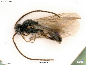  ( - BIOUG06777-E02)  @11 [ ] by-nc-sa (2020) SNSB, Staatliche Naturwissenschaftliche Sammlungen Bayerns SNSB, Zoologische Staatssammlung Muenchen