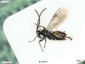  ( - BIOUG07411-F05)  @11 [ ] by-nc-sa (2020) SNSB, Staatliche Naturwissenschaftliche Sammlungen Bayerns SNSB, Zoologische Staatssammlung Muenchen
