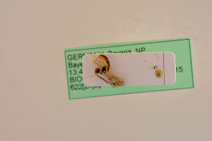  ( - BIOUG07412-D11)  @11 [ ] by-nc-sa (2020) SNSB, Staatliche Naturwissenschaftliche Sammlungen Bayerns SNSB, Zoologische Staatssammlung Muenchen