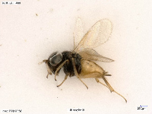  ( - BIOUG07562-B04)  @11 [ ] by-nc-sa (2020) SNSB, Staatliche Naturwissenschaftliche Sammlungen Bayerns SNSB, Zoologische Staatssammlung Muenchen