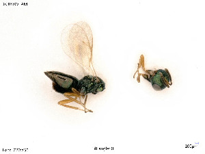  ( - BIOUG07562-B06)  @11 [ ] by-nc-sa (2020) SNSB, Staatliche Naturwissenschaftliche Sammlungen Bayerns SNSB, Zoologische Staatssammlung Muenchen