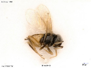  ( - BIOUG07768-F06)  @11 [ ] by-nc-sa (2020) SNSB, Staatliche Naturwissenschaftliche Sammlungen Bayerns SNSB, Zoologische Staatssammlung Muenchen