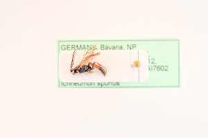  ( - BIOUG07416-C05)  @11 [ ] by-nc-sa (2020) SNSB, Staatliche Naturwissenschaftliche Sammlungen Bayerns SNSB, Zoologische Staatssammlung Muenchen