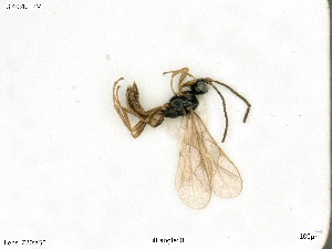  ( - BIOUG07502-A08)  @12 [ ] by-nc-sa (2020) SNSB, Staatliche Naturwissenschaftliche Sammlungen Bayerns SNSB, Zoologische Staatssammlung Muenchen