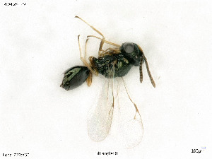  ( - BIOUG07502-C08)  @11 [ ] by-nc-sa (2020) SNSB, Staatliche Naturwissenschaftliche Sammlungen Bayerns SNSB, Zoologische Staatssammlung Muenchen