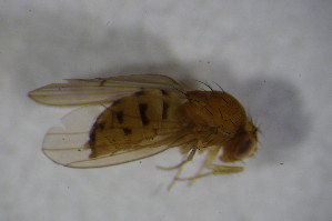  (Drosophila unispina - BIOUG08096-E11)  @12 [ ] CreativeCommons - Attribution Non-Commercial Share-Alike (2015) SNSB, Zoologische Staatssammlung Muenchen SNSB, Zoologische Staatssammlung Muenchen