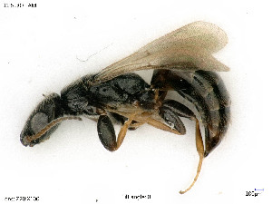  ( - BIOUG08175-C01)  @11 [ ] by-nc-sa (2020) SNSB, Staatliche Naturwissenschaftliche Sammlungen Bayerns SNSB, Zoologische Staatssammlung Muenchen
