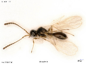  ( - BIOUG08178-C12)  @11 [ ] by-nc-sa (2020) SNSB, Staatliche Naturwissenschaftliche Sammlungen Bayerns SNSB, Zoologische Staatssammlung Muenchen