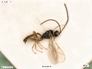  ( - BIOUG08178-D09)  @12 [ ] by-nc-sa (2020) SNSB, Staatliche Naturwissenschaftliche Sammlungen Bayerns SNSB, Zoologische Staatssammlung Muenchen