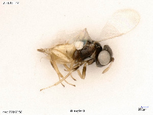  ( - BIOUG08178-D10)  @11 [ ] by-nc-sa (2020) SNSB, Staatliche Naturwissenschaftliche Sammlungen Bayerns SNSB, Zoologische Staatssammlung Muenchen