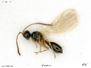  ( - BIOUG08360-C10)  @11 [ ] by-nc-sa (2020) SNSB, Staatliche Naturwissenschaftliche Sammlungen Bayerns SNSB, Zoologische Staatssammlung Muenchen