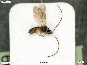  (Chorebus nr. enephes 1 - BIOUG08360-G02)  @11 [ ] by-nc-sa (2020) SNSB, Staatliche Naturwissenschaftliche Sammlungen Bayerns SNSB, Zoologische Staatssammlung Muenchen