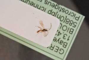  ( - BIOUG08368-E10)  @12 [ ] by-nc-sa (2020) SNSB, Staatliche Naturwissenschaftliche Sammlungen Bayerns SNSB, Zoologische Staatssammlung Muenchen