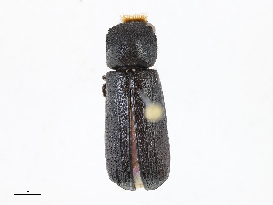  ( - CBG-A13309-C06)  @11 [ ] CreativeCommons - Attribution Share-Alike (2023) CBG Photography Group Centre for Biodiversity Genomics