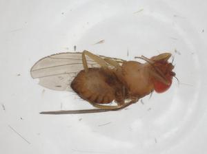  (Drosophila montium subgroup sp. 1 SRP-2017 - CBG-A15224-H05)  @11 [ ] CreativeCommons - Attribution Share - Alike (2023) Centre for Biodiversity Genomics Centre for Biodiversity Genomics
