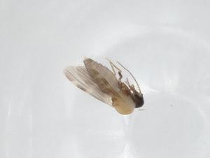  (Culicoides aff. fulvithorax/ochrothorax LH-2017 - CBG-A15310-H06)  @11 [ ] CreativeCommons - Attribution Share - Alike (2023) Centre for Biodiversity Genomics Centre for Biodiversity Genomics